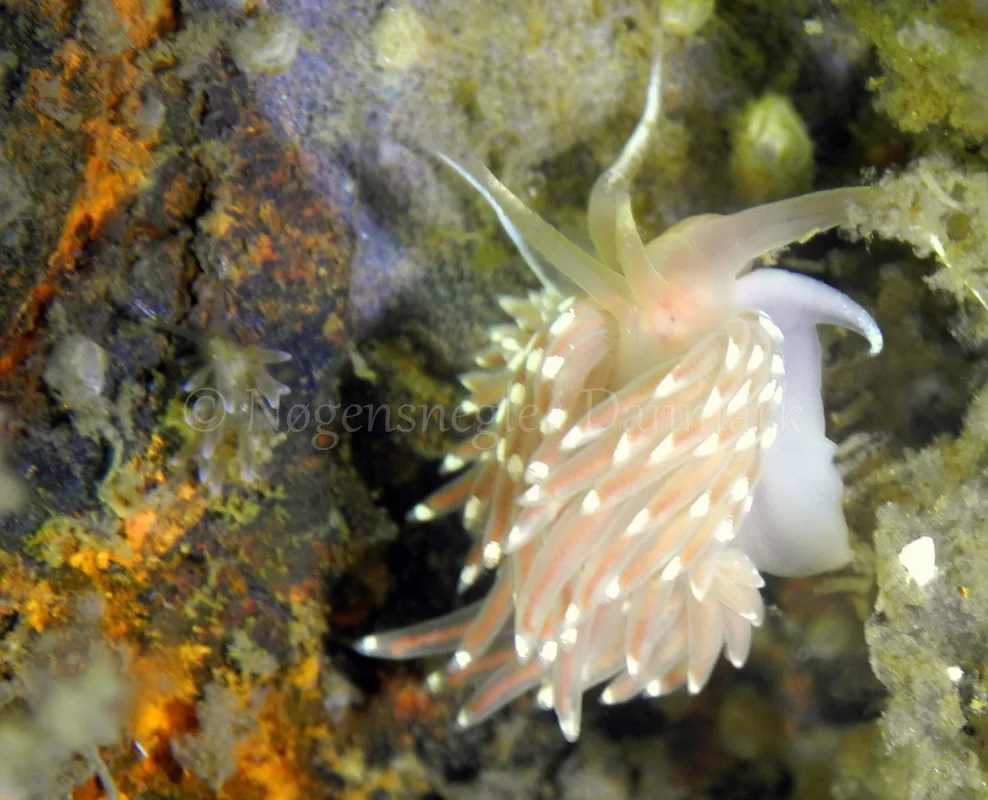 Foto: Dan Holm ....... Facelina bostoniensis -- www.nudibranchia.dk