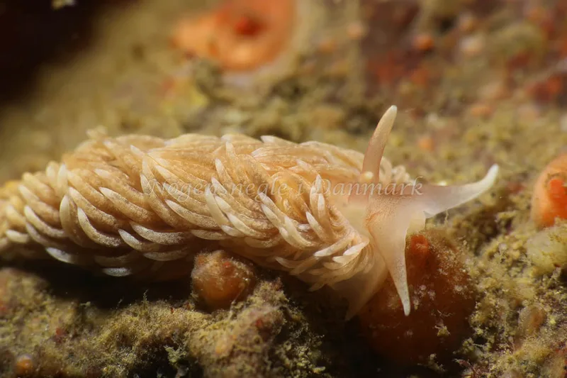 Aeolidiella glauca - Ammoniakhavnen - Foto: AnneKatrine Frederiksen