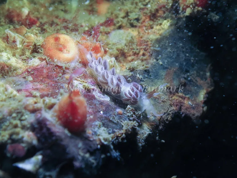 Favorinus branchialis - Lyngsbo Strand - Foto: AnneKatrine Frederiksen