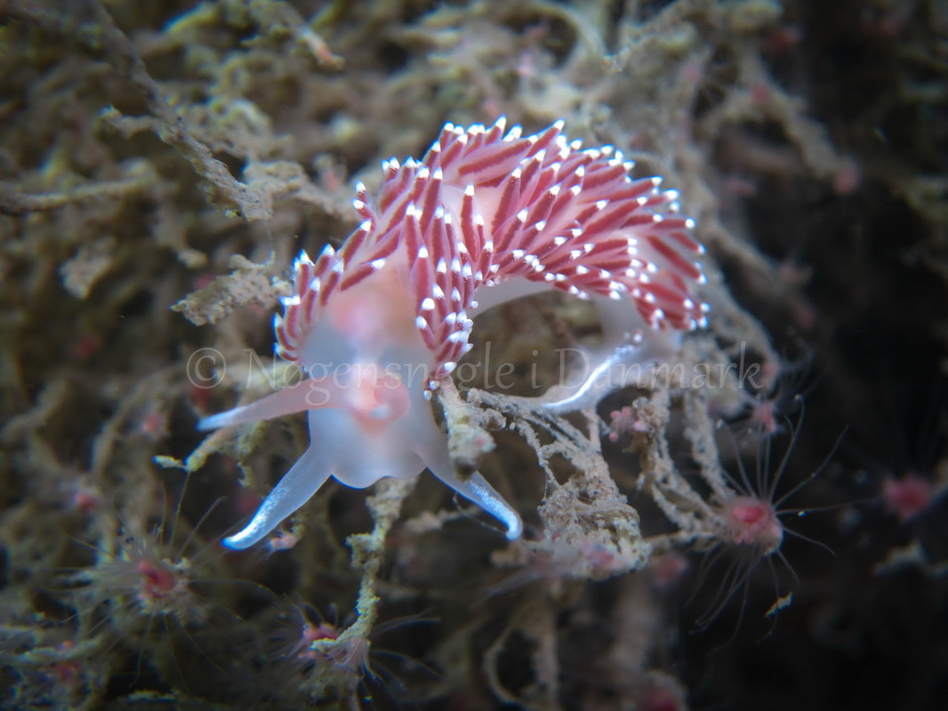 Foto: Claus Neupart ....... Flabellina verrucosa -- www.nudibranchia.dk