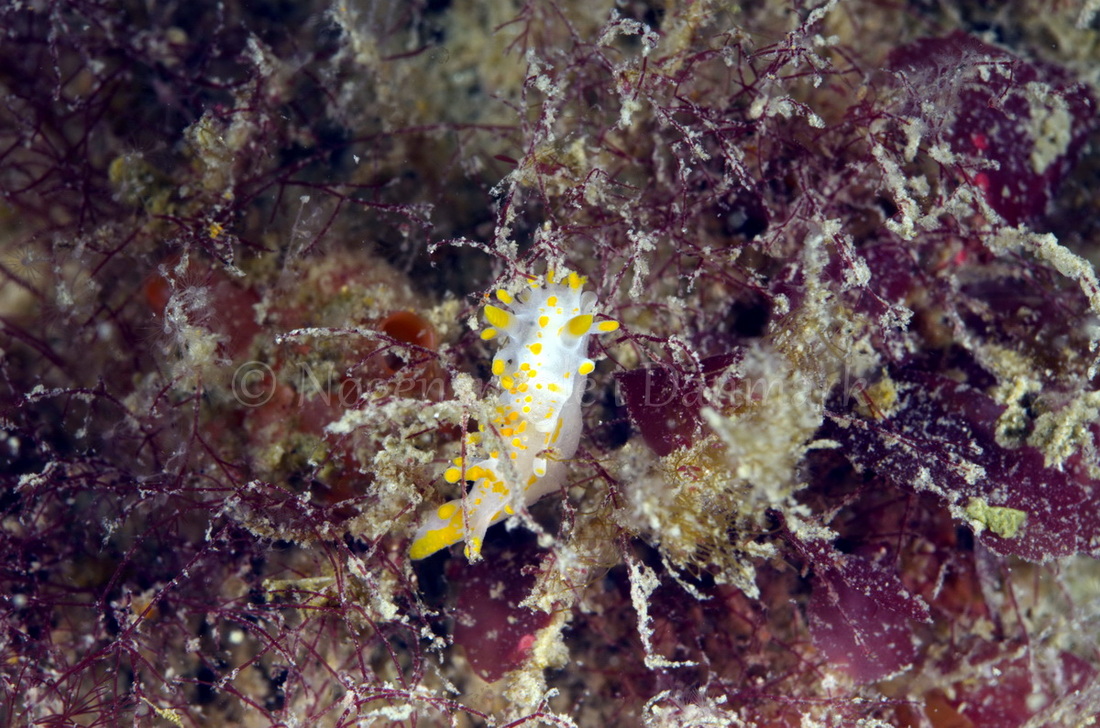 Foto: Jørn Ari ....... Limacia clavigera -- www.nudibranchia.dk