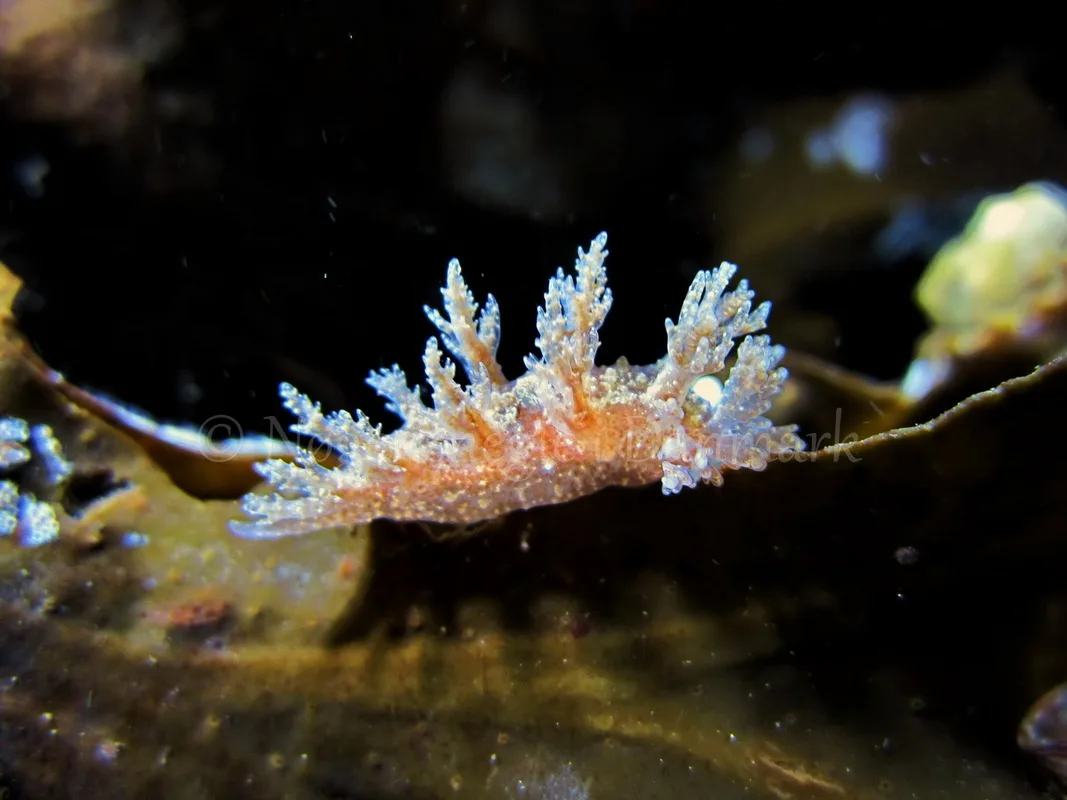 Foto: Claus Neupart ....... Dendronotus frondosus - www.nudibranchia.dk - Nøgensnegle i Danmark