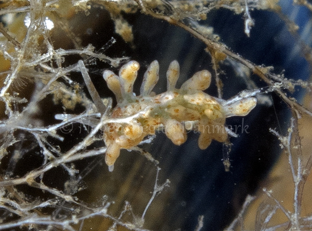 Foto: Ole Dreyer ....... Eubranchus rupium -- www.nudibranchia.dk