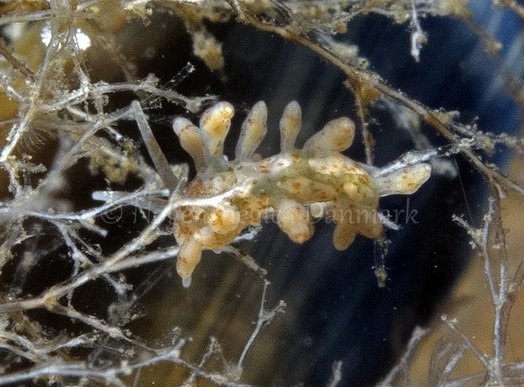 Foto: Ole Dreyer ....... Eubranchus rupium -- www.nudibranchia.dk