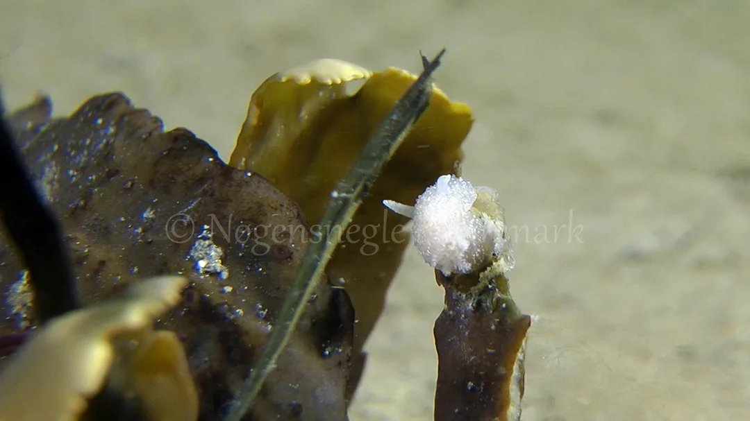 Foto: Thomas Blume ....... Acanthodoris pilosa -- www.nudibranchia.dk