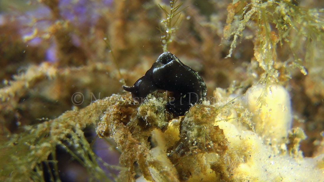 Foto: Thomas Blume ....... Elysia viridis -- www.nudibranchia.dk