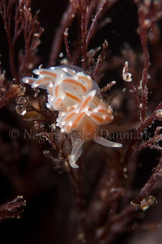 Foto: Poul Erik Rasmussen ....... Facelina bostoniensis - www.nudibranchia.dk - Nøgensnegle i Danmark