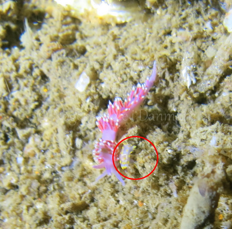 Foto: Emil Vesterager ....... Polycera quadrilineata --- www.nudibranchia.dk