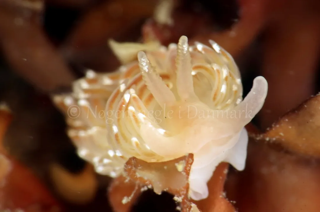 Foto: Jørn Ari ....... Facelina bostoniensis -- www.nudibranchia.dk