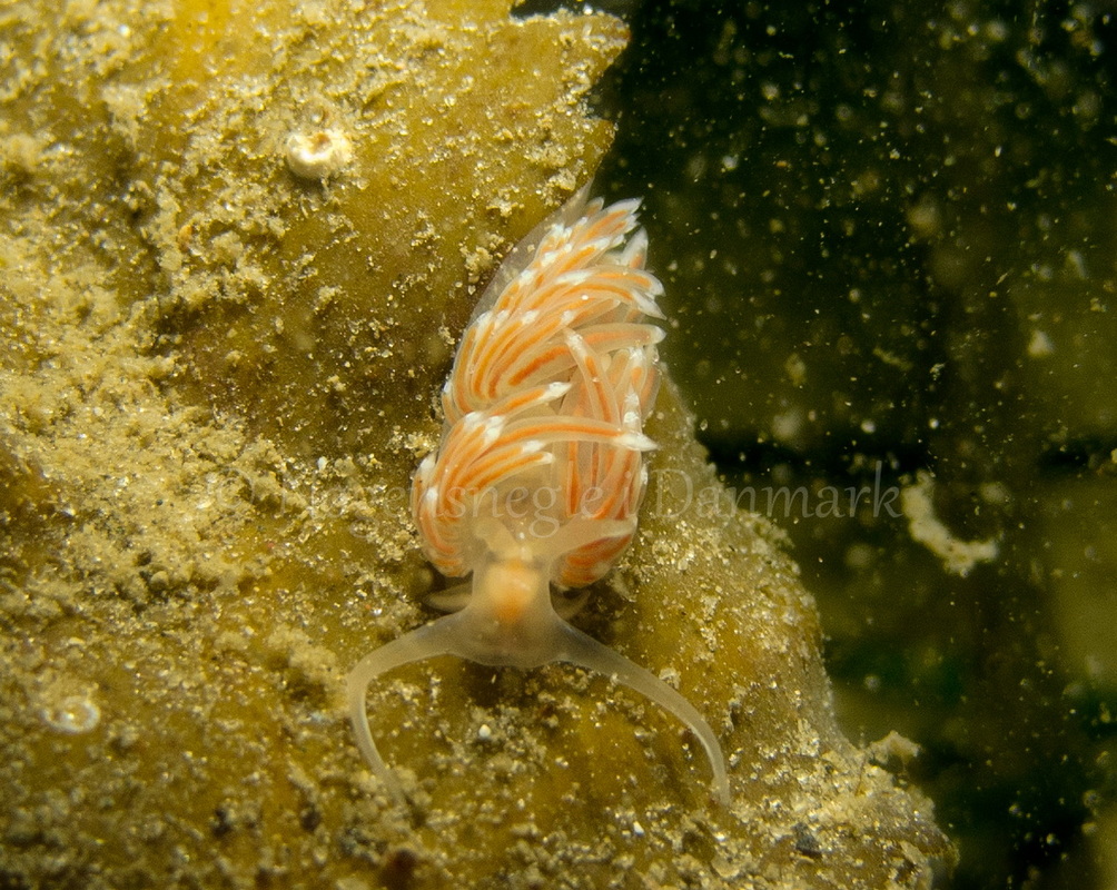 Foto: Martin Andersen....... Facelina bostoniensis -- www.nudibranchia.dk