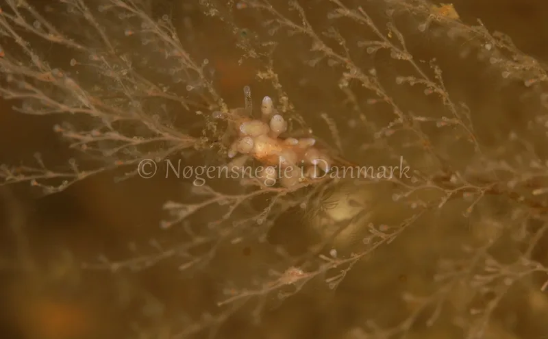 Eubranchus rupium - Ammoniakhavnen - Foto: Ib Sørensen