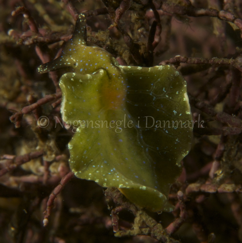 Foto: Henrik Adelborg....... Elysia viridis -- www.nudibranchia.dk --