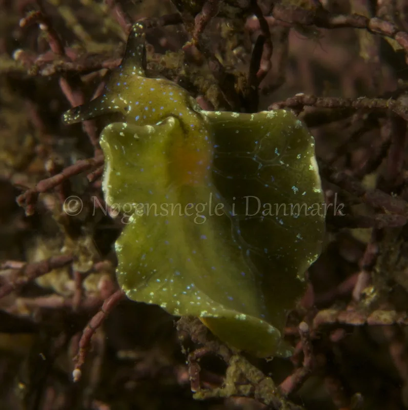 Foto: Henrik Adelborg....... Elysia viridis -- www.nudibranchia.dk --