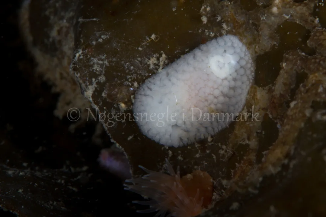 Foto: Poul Erik Rasmussen ....... Onchidoris muricata -- www.nudibranchia.dk