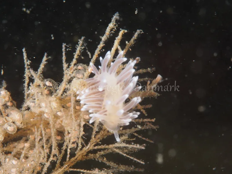 Cuthonella concinna - Ammoniakhavnen - Foto: Michael Christensen