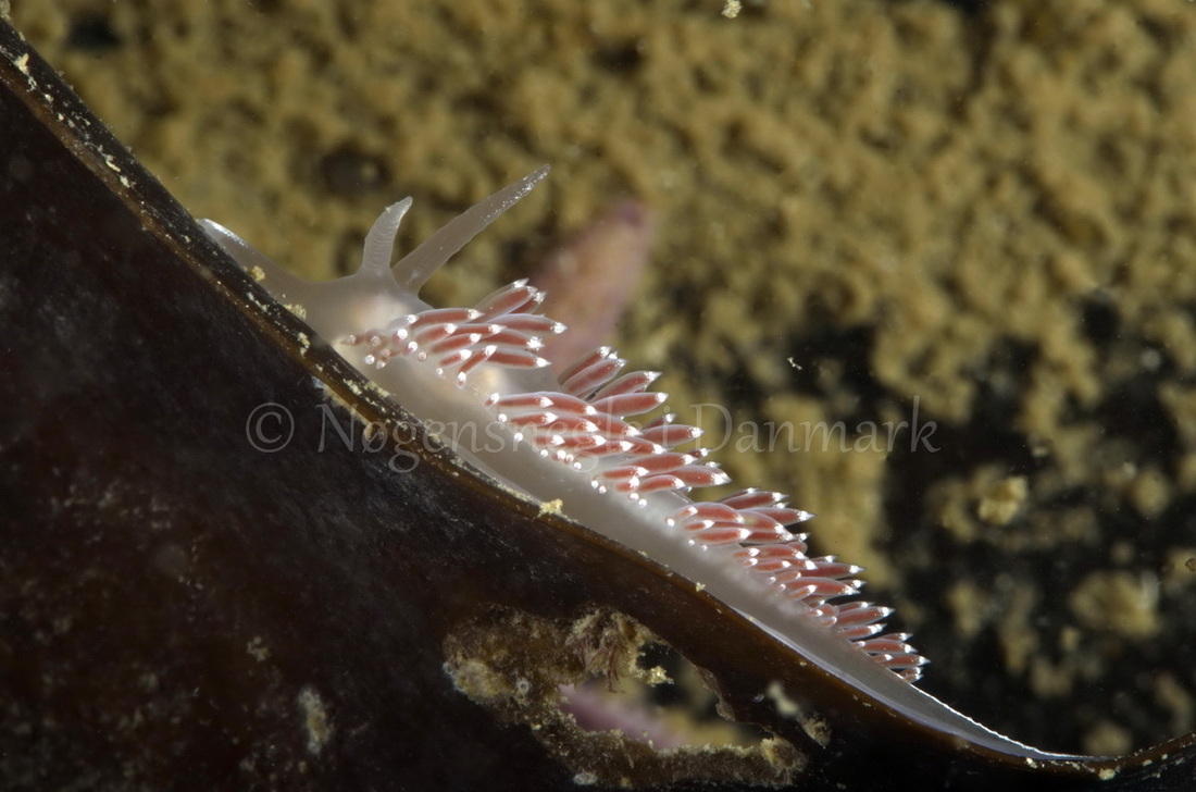 Foto: Jørn Ari....... Flabellina verrucosa-- www.nudibranchia.dk