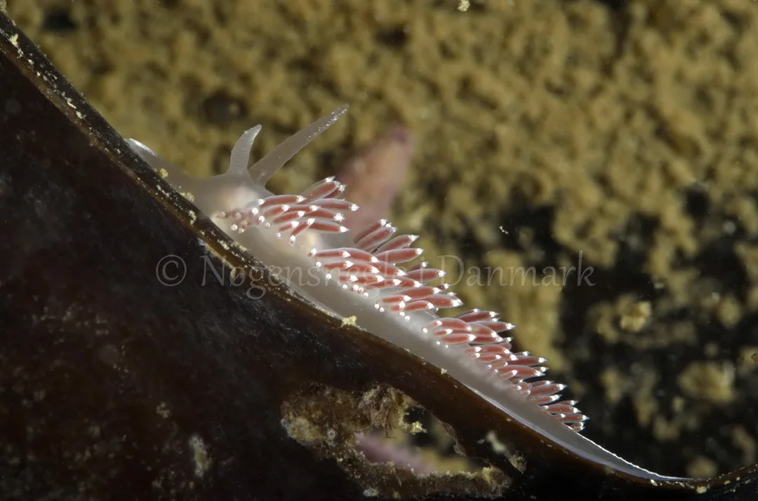 Foto: Jørn Ari....... Flabellina verrucosa-- www.nudibranchia.dk