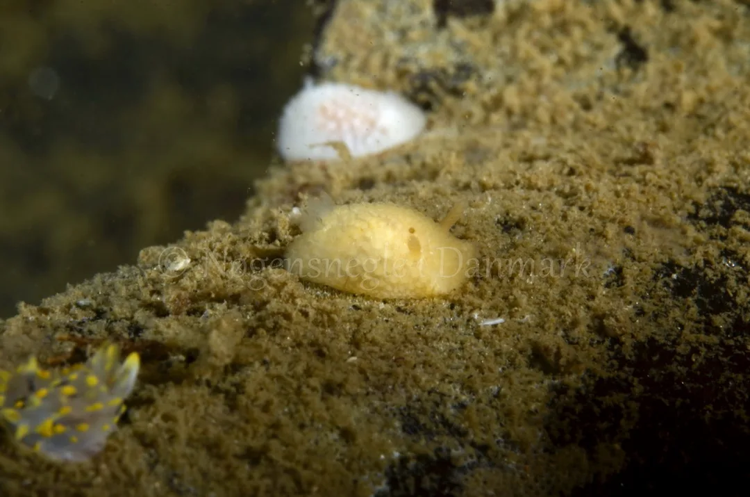 Foto: Jørn Ari ....... Onchidoris muricata -- www.nudibranchia.dke