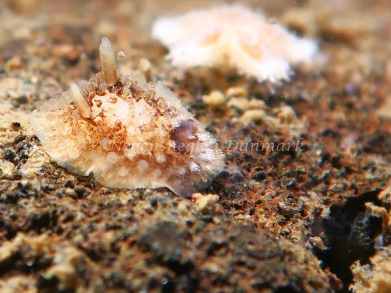 Onchidoris bilamellata - Lyngsbo Strand - Foto: HP Ølgaard
