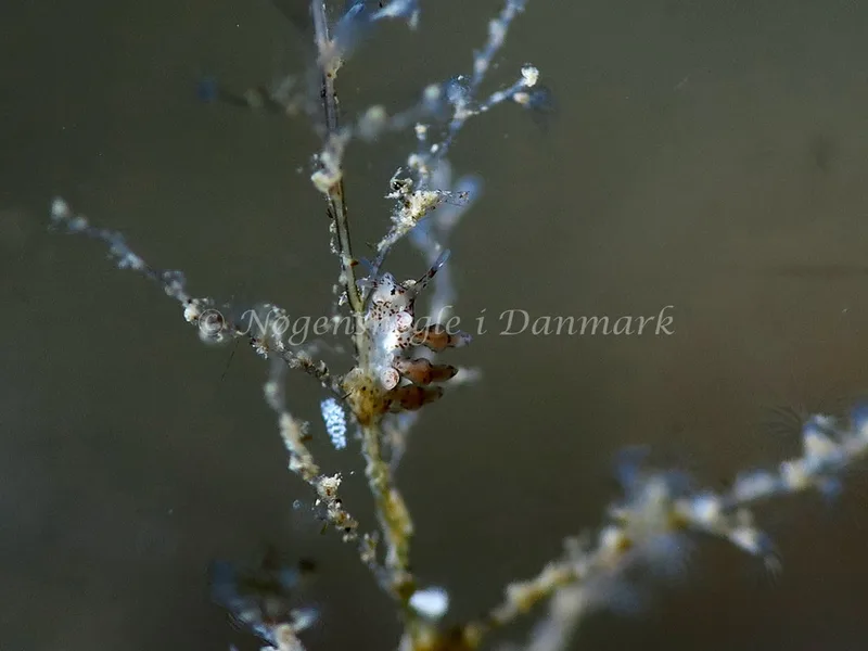 Eubranchus exiguus - Lyngsbo Strand - Foto: HP Ølgaard