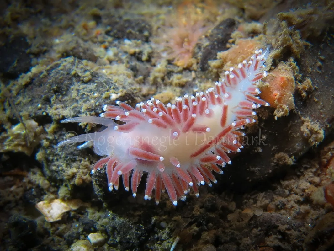 Foto: Claus Neupart ....... Flabellina verrucosa -- www.nudibranchia.dk
