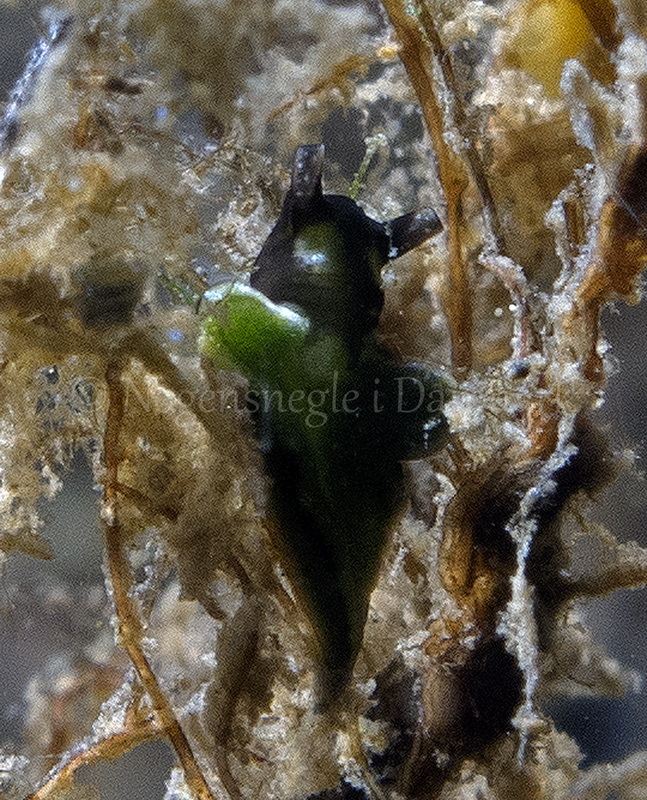 Foto: Ole Dreyer ....... Elysia viridis -- www.nudibranchia.dk