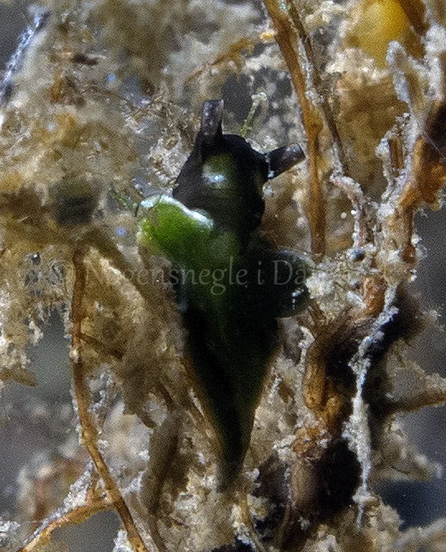 Foto: Ole Dreyer ....... Elysia viridis -- www.nudibranchia.dk