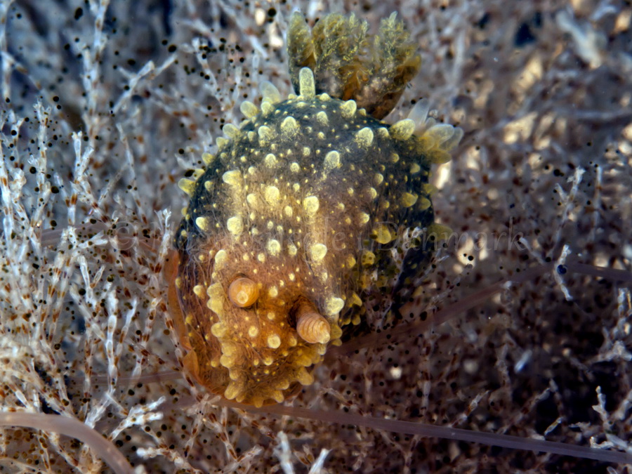 Foto: Jørn Ari ....... Palio dubia - www.nudibranchia.dk - Nøgensnegle i Danmark
