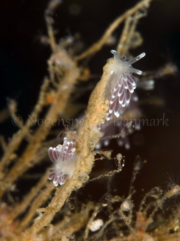 Foto: Jørn Ari ....... Cuthona concinna - www.nudibranchia.dk - Nøgensnegle i Danmark