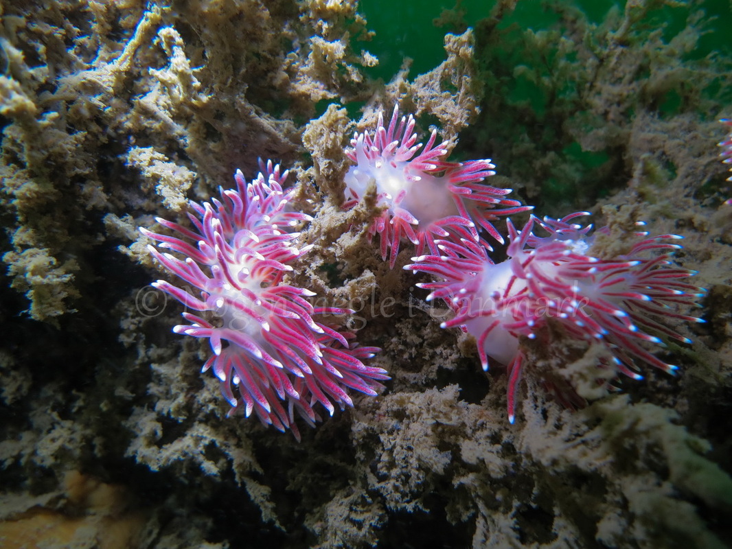 Foto: Claus Neupart ....... Flabellina pellucida  -www.nudibranchia.dk - Nøgensnegle i Danmark