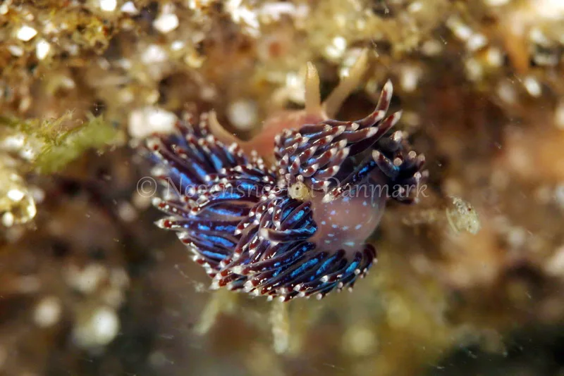 Facelina auriculata - Vrag ved Løkken - Foto: Ib Sørensen