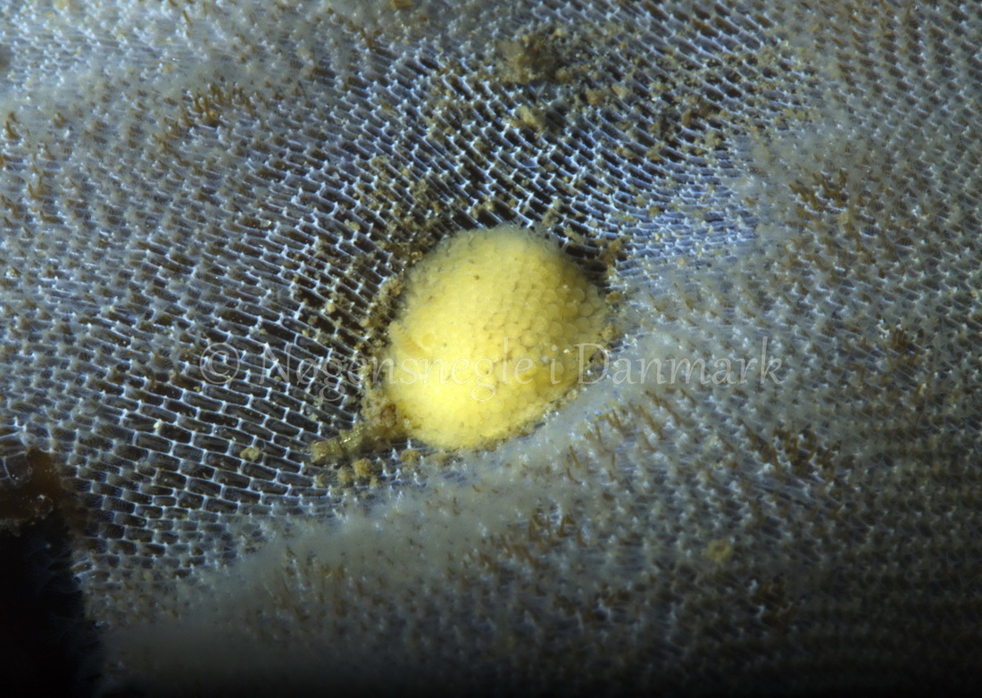 Foto: Jørn Ari ....... Onchidoris muricata -- www.nudibranchia.dk