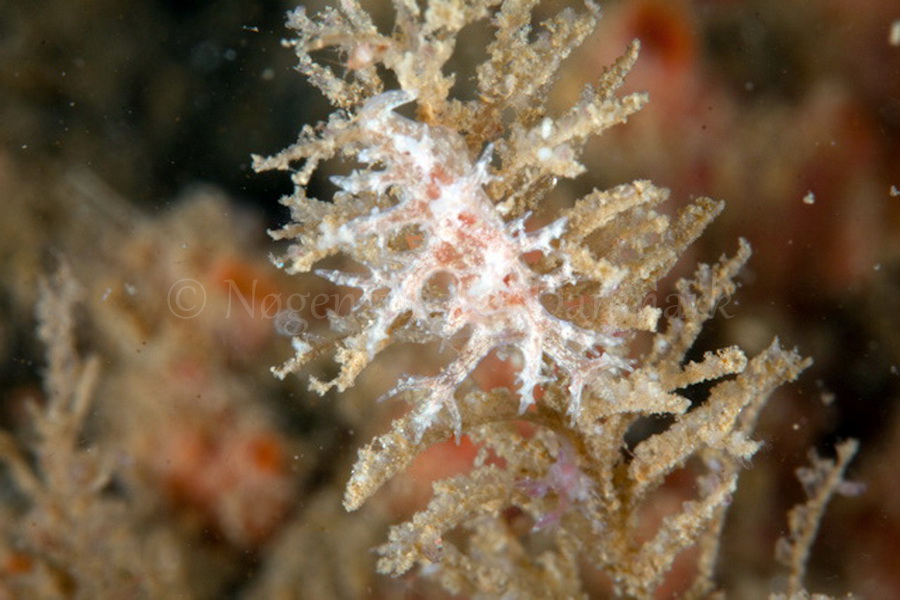 Foto: Poul Erik Rasmussen ....... Dendronotus frondosus - www.nudibranchia.dk - Nøgensnegle i Danmark