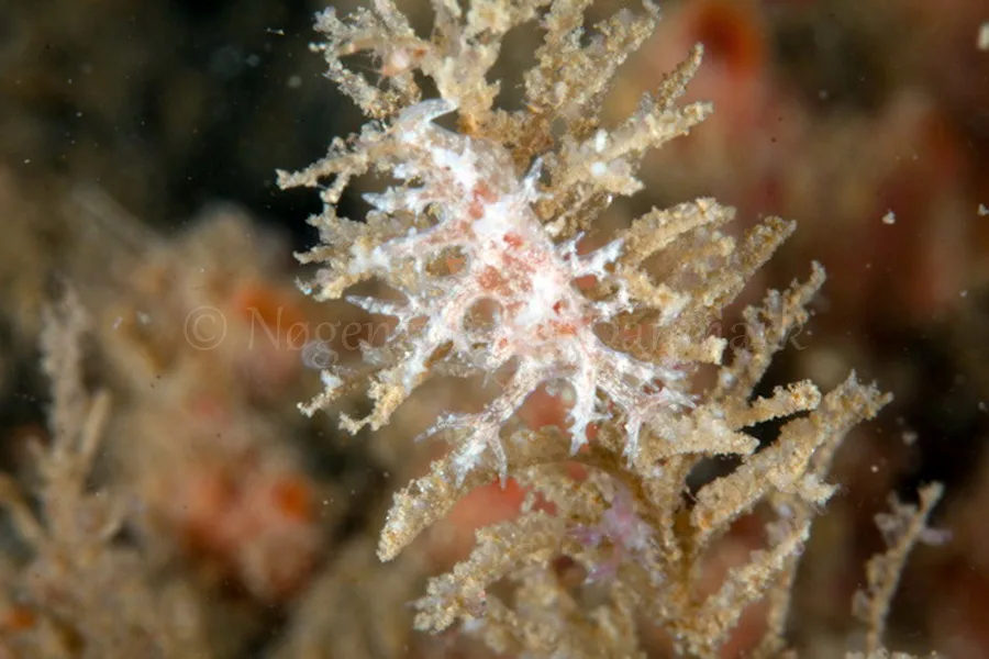 Foto: Poul Erik Rasmussen ....... Dendronotus frondosus - www.nudibranchia.dk - Nøgensnegle i Danmark