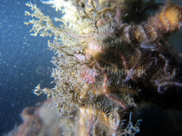 Foto: Emil Vesterager ....... Flabellina pellucida --- www.nudibranchia.dk