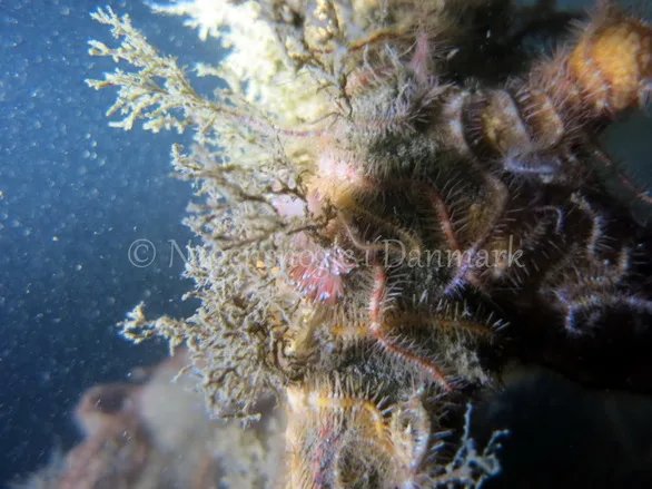 Foto: Emil Vesterager ....... Flabellina pellucida --- www.nudibranchia.dk