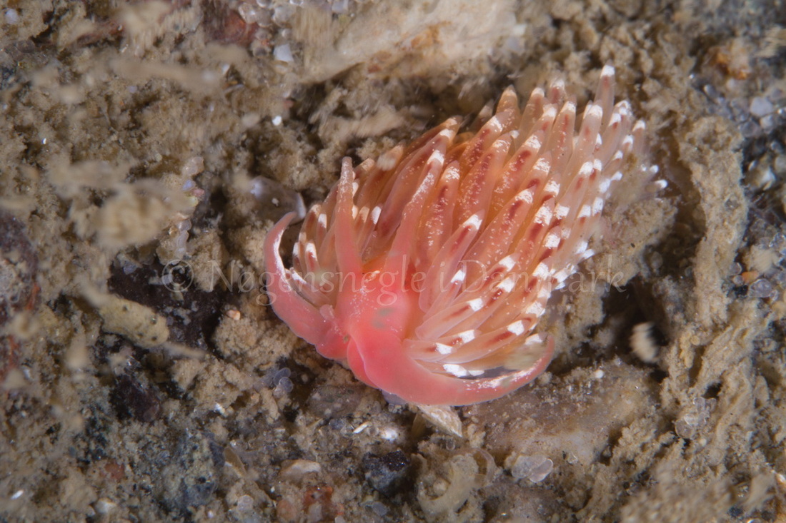 Foto: Poul Erik Rasmussen ....... Facelina bostoniensis-- www.nudibranchia.dk