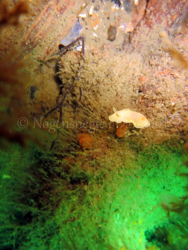 Foto: Emil Vesterager ....... Cadlina laevis -- www.nudibranchia.dk