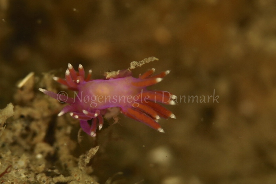 Foto: Ib Sørensen ....... Flabellina pedata -- www.nudibranchia.dk