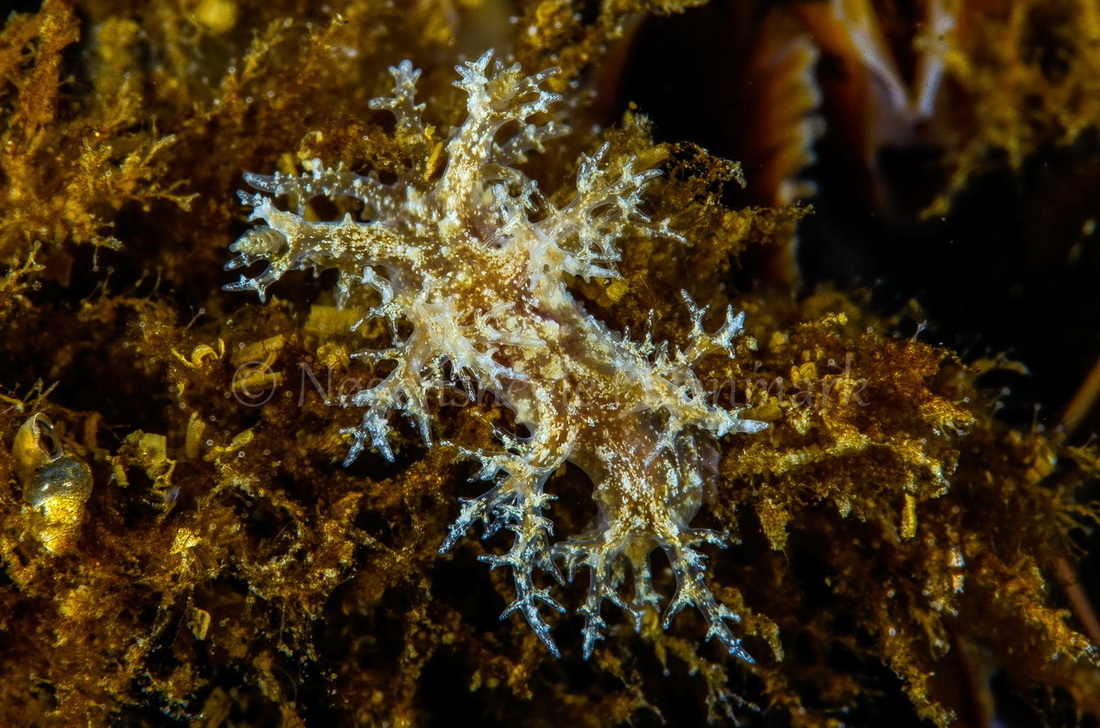Foto: Henrik Gram ....... Dendronotus frondosus -- www.nudibranchia.dk