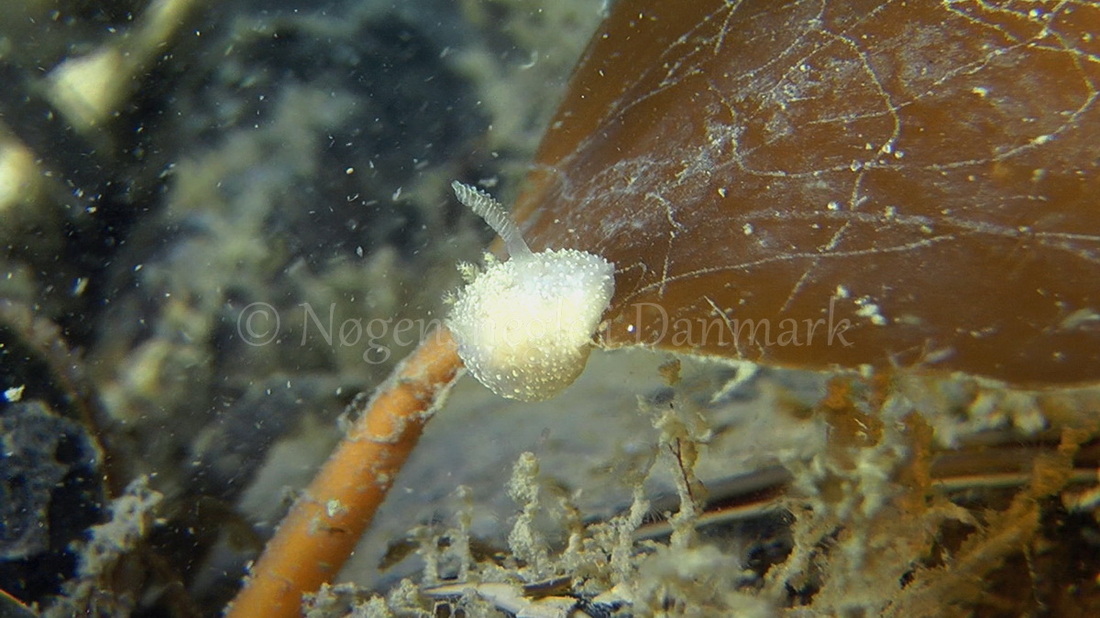 Foto: Thomas Blume....... Acanthodoris pilosa-- www.nudibranchia.dk