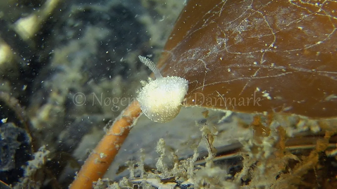Foto: Thomas Blume....... Acanthodoris pilosa-- www.nudibranchia.dk