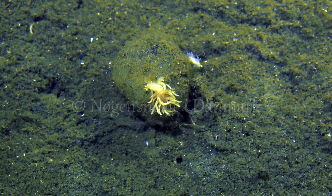 Foto: Jens Egon Jørgensen ....... Favorinus branchialis -- www.nudibranchia.dk