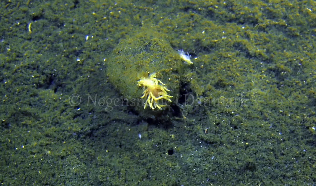 Foto: Jens Egon Jørgensen ....... Favorinus branchialis -- www.nudibranchia.dk