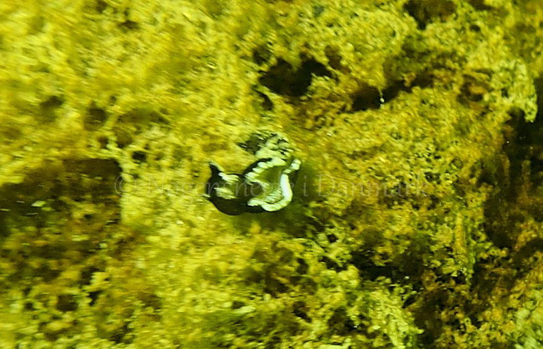 Foto: Jens Egon Jørgensen ....... Elysia viridis -- www.nudibranchia.dk
