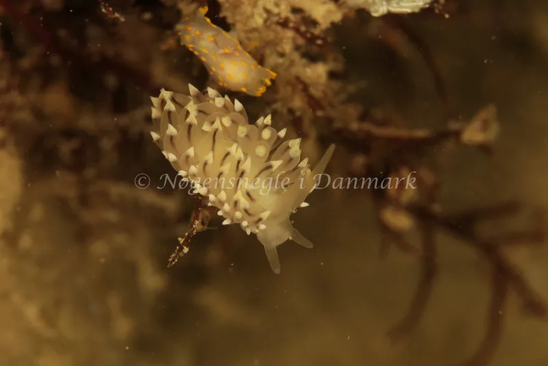 Eubranchus tricolor - Stenrev ved Løkken - Foto: Ib Sørensen