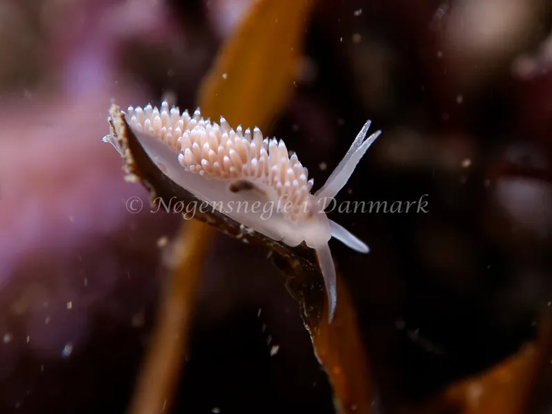 Coryphella verrucosa - Lyngsbo Strand - Foto: HP Ølgaard