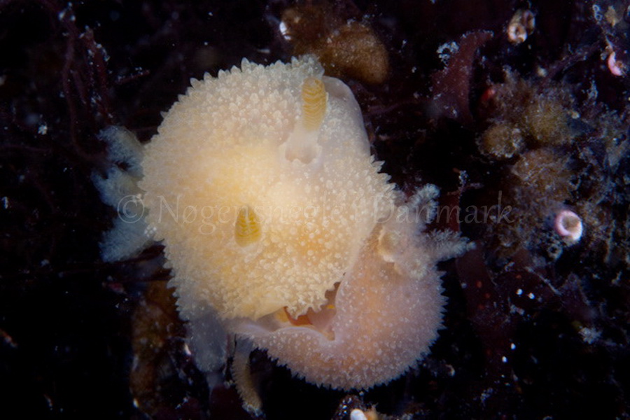 Foto: Poul Erik Rasmussen ....... Acanthodoris pilosa - www.nudibranchia.dk - Nøgensnegle i Danmark