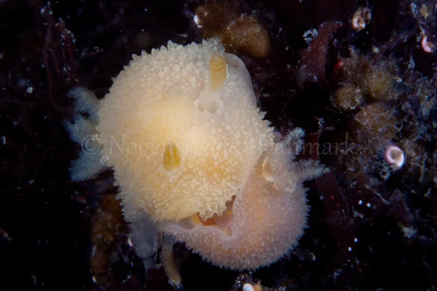 Foto: Poul Erik Rasmussen ....... Acanthodoris pilosa - www.nudibranchia.dk - Nøgensnegle i Danmark