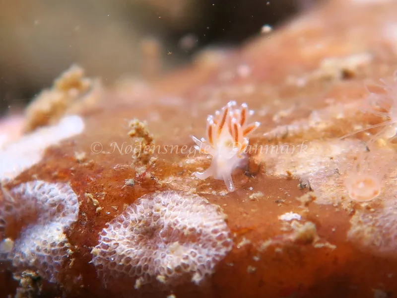 Coryphella verrucosa rufibranchialis - Lyngsbo Strand - Foto: HP Ølgaard